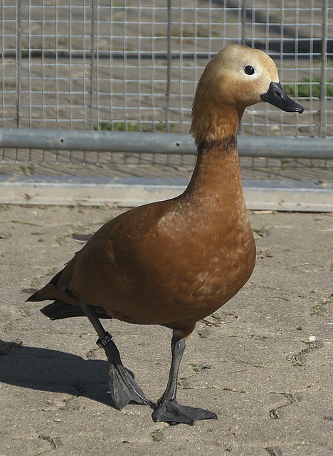 会一跃成名