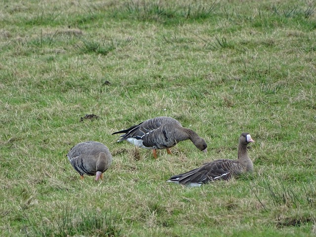 这一决定引 这一决定引