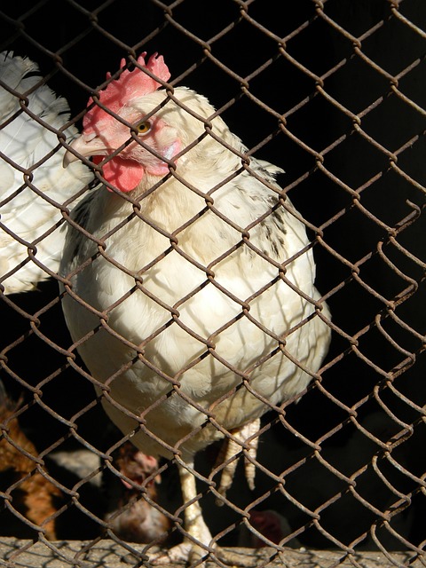 形成鲜明对 形成鲜明对